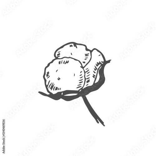 Cotton flower. Floral botanical flower. Isolated illustration element. Vector hand drawing wildflower for background, texture, wrapper pattern, frame or border.