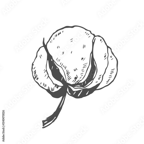 Cotton flower. Floral botanical flower. Isolated illustration element. Vector hand drawing wildflower for background, texture, wrapper pattern, frame or border.