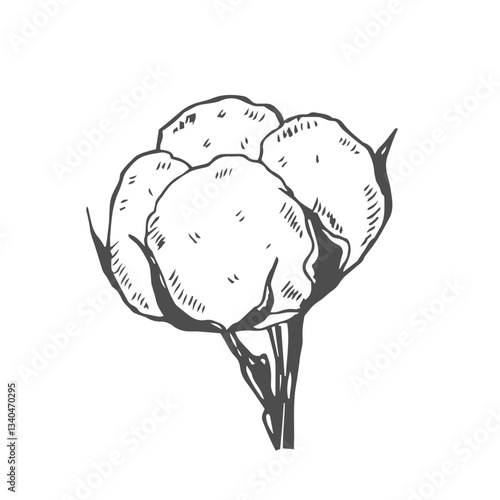 Cotton flower. Floral botanical flower. Isolated illustration element. Vector hand drawing wildflower for background, texture, wrapper pattern, frame or border.