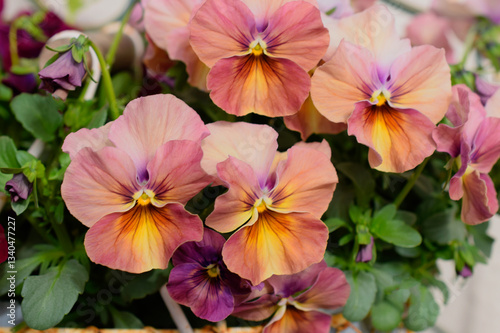 鉢植えのパンジーの花、鉢植えのビオラ
