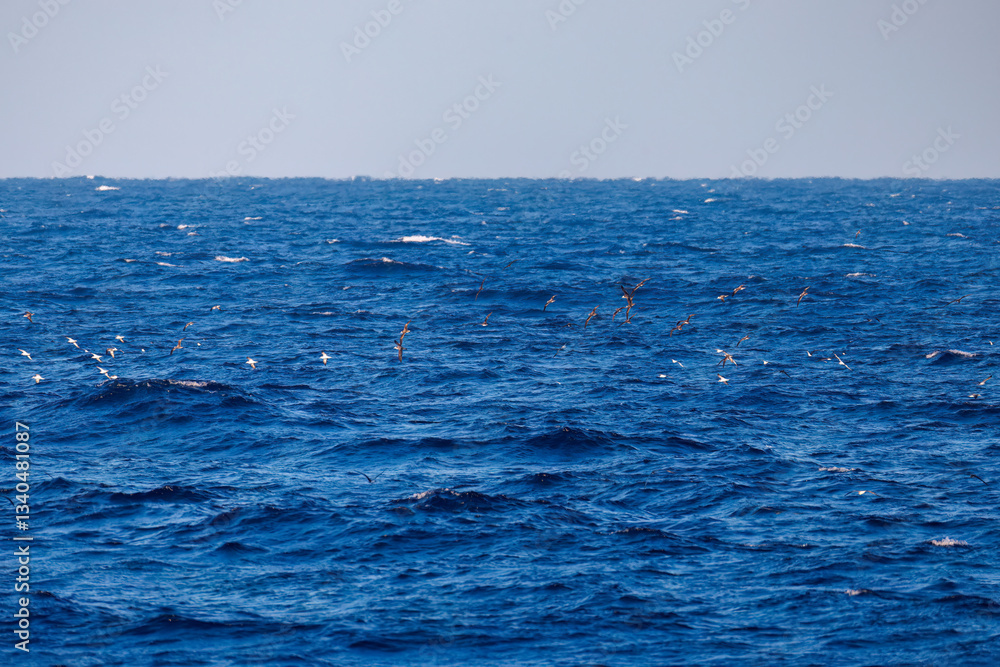 沖を飛翔する美しいオオミズナギドリ(ミズナギドリ科)。
英名学名:Streaked Shearwater, Calonectris leucomelas
東海汽船東京湾〜伊豆諸島八丈島、太平洋航路の橘丸船上にて - 2025
沖を飛翔する美しいオオミズナギドリ(ミズナギドリ科)。
英名学名:Streaked Shearwater, Calonectris leucomelas
東海汽船東京湾〜伊豆諸島八丈島、太平洋航路の橘丸船上にて - 2025