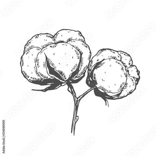 Vector hand drawn set of cotton branches. 100 eco. Cotton flower buds in vintage engraved style. Botanical art isolated on white background. Use for print, poster, decoration and other design.