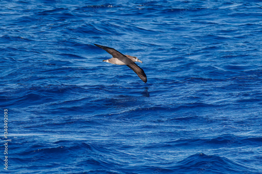 沖を飛翔する巨大なクロアシアホウドリ(アホウドリ科)。
英名学名:Black-footed albatross, Diomedea nigripes
東海汽船東京湾〜伊豆諸島八丈島、太平洋航路の橘丸船上にて - 2025
沖を飛翔する巨大なクロアシアホウドリ(アホウドリ科)。
英名学名:Black-footed albatross, Diomedea nigripes
東海汽船東京湾〜伊豆諸島八丈島、太平洋航路の橘丸船上にて - 2025
