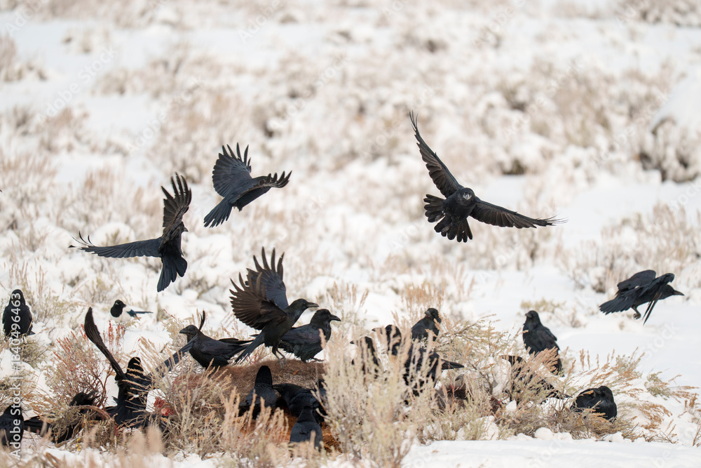 Obraz premium Flock of Ravens Foraging in Snowy Landscape During Winter