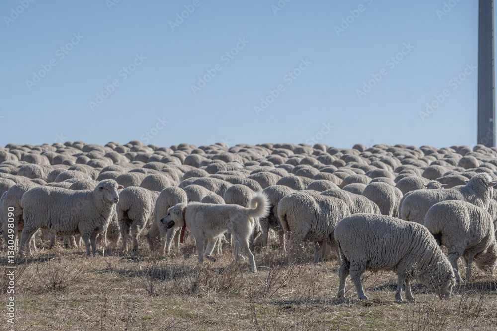 Obraz premium Sheep dog protects flock of sheep