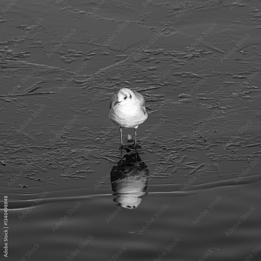 Seagull stay on frozen lake