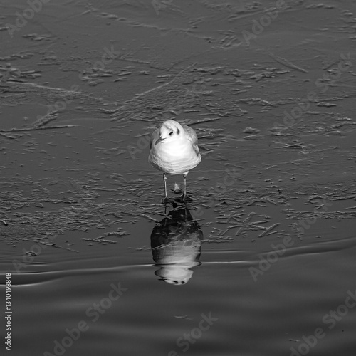 Obraz na płótnie Seagull stay on frozen lake w salonie