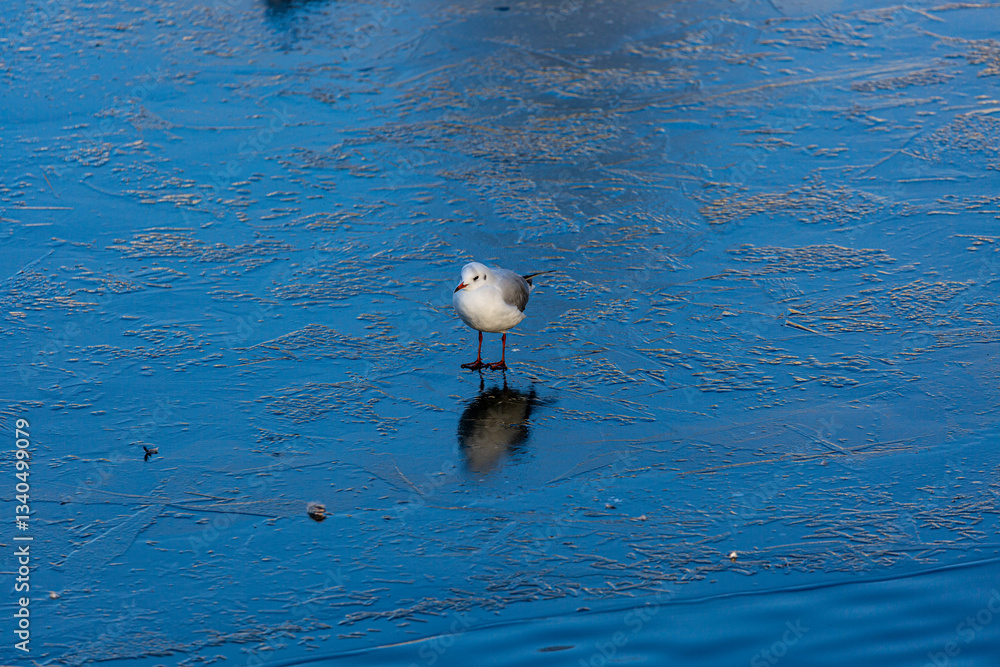 Seagull stay on frozen lake