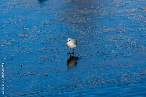 Obraz na płótnie Seagull stay on frozen lake w salonie