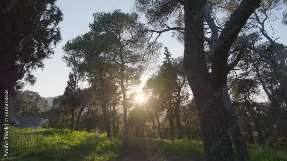Low shot with sunrays between trees in a forest at sunset Low shot with sunrays between trees in a forest at sunset