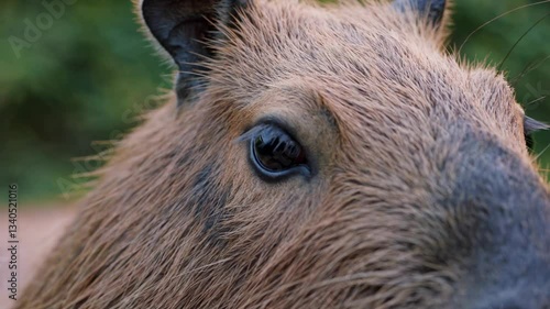 Wallpaper Mural Eyes of the capybara close-up portrait against green background Torontodigital.ca