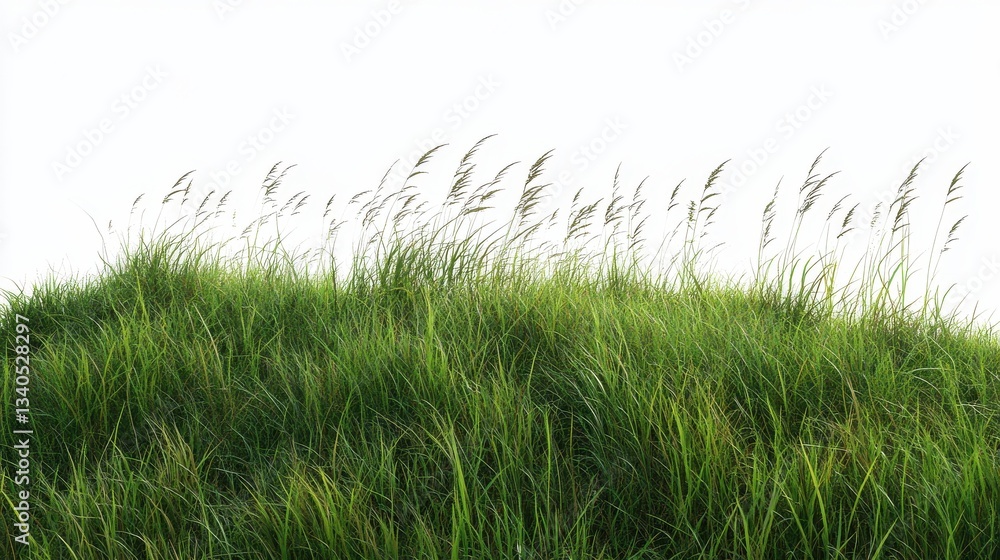 Fototapeta premium PNG Green field backgrounds grassland landscape.