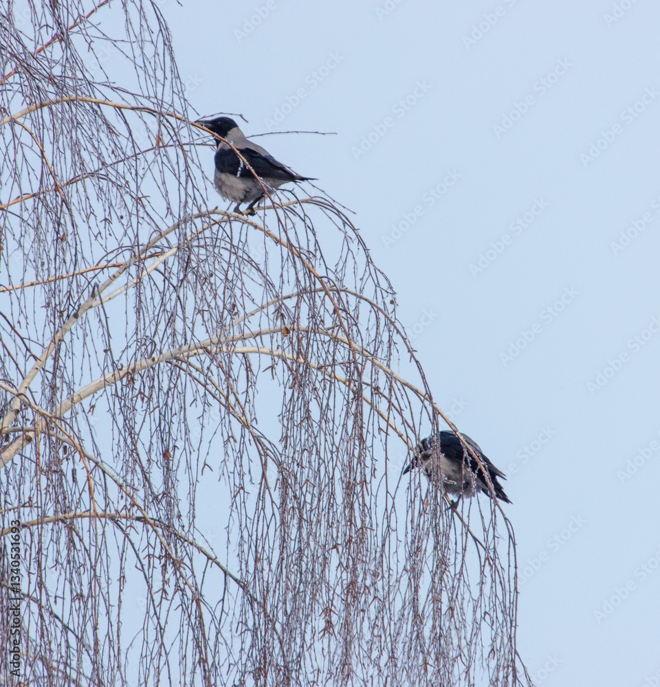 Obraz premium Two birds are perched on a tree branch