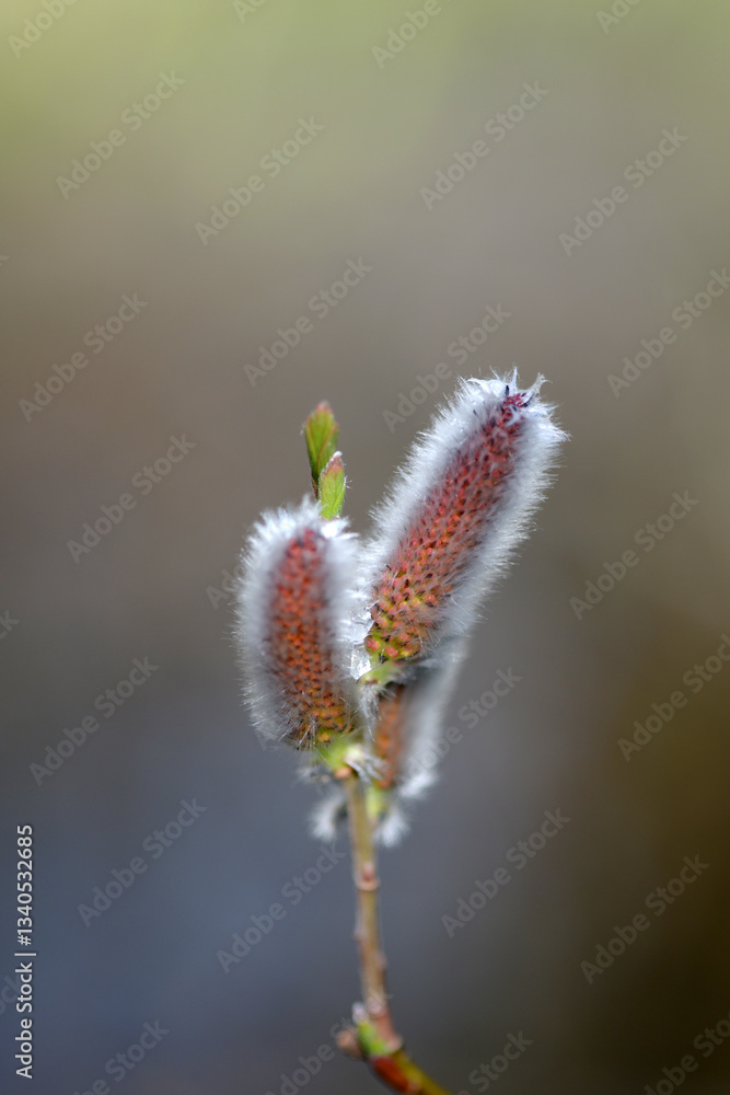 Obraz premium ネコヤナギ