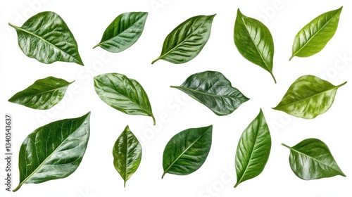 Collection of various green tropical leaves isolated on white background.