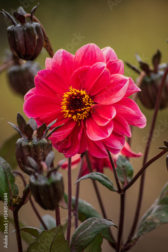 pink flower