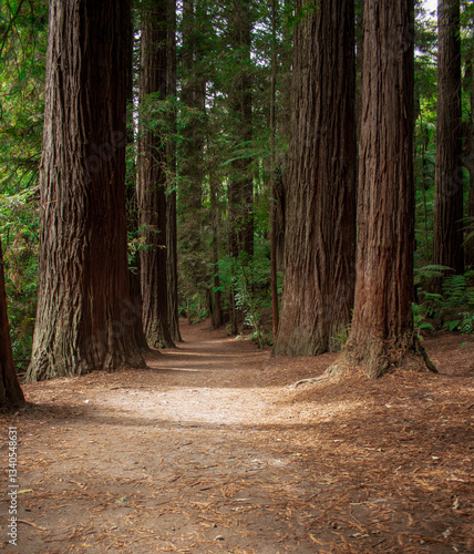 path in the forest