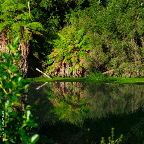 tropical forest lake