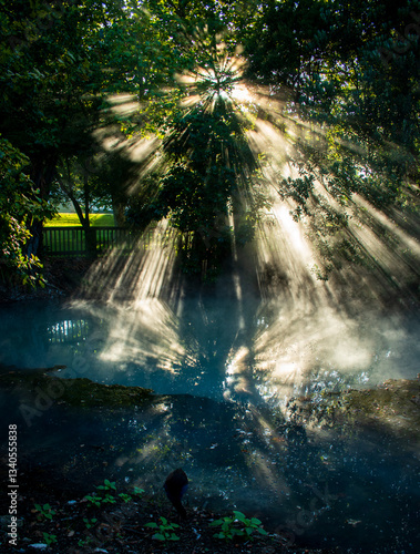 rays of light in forest