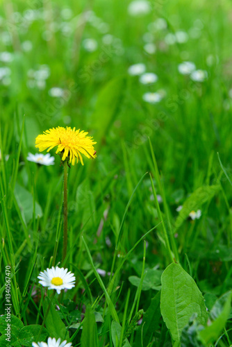 Blooming wildflowers in gre...