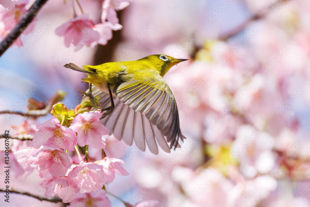美しい河津桜の間を飛び回って花の蜜を吸う可愛いシチトウメジロ(メジロ科)。
伊豆諸島の固有種である。
英名学名:White-eye(stejnegeri), Zosterops japonicus stejnegeri
東京都伊豆諸島八丈島-2025年
美しい河津桜の間を飛び回って花の蜜を吸う可愛いシチトウメジロ(メジロ科)。
伊豆諸島の固有種である。
英名学名:White-eye(stejnegeri), Zosterops japonicus stejnegeri
東京都伊豆諸島八丈島-2025年