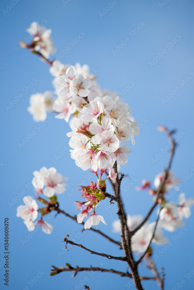 White flowers of fruit plants in nature in spring. White flowers of fruit plants in nature in spring.