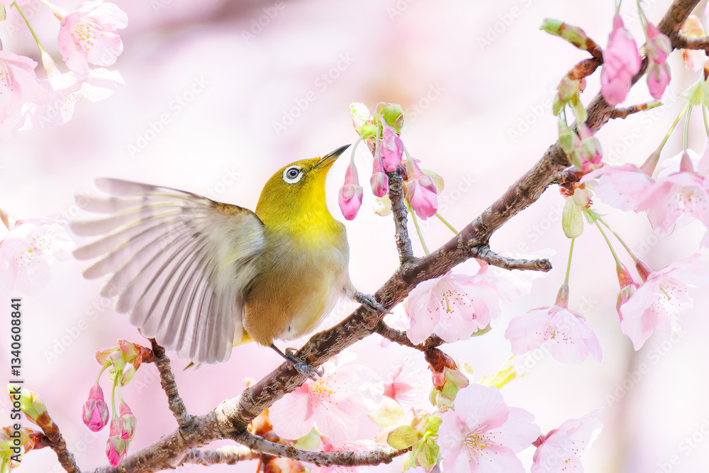 美しい河津桜の間を飛び回って花の蜜を吸う可愛いシチトウメジロ（メジロ科）。
伊豆諸島の固有種である。
英名学名：White-eye(stejnegeri), Zosterops japonicus stejnegeri

東京都伊豆諸島八丈島-2025年
