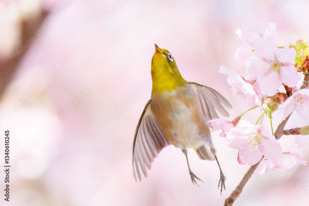 美しい河津桜の間を飛び回って花の蜜を吸う可愛いシチトウメジロ(メジロ科)。
伊豆諸島の固有種である。
英名学名:White-eye(stejnegeri), Zosterops japonicus stejnegeri
東京都伊豆諸島八丈島-2025年
美しい河津桜の間を飛び回って花の蜜を吸う可愛いシチトウメジロ(メジロ科)。
伊豆諸島の固有種である。
英名学名:White-eye(stejnegeri), Zosterops japonicus stejnegeri
東京都伊豆諸島八丈島-2025年