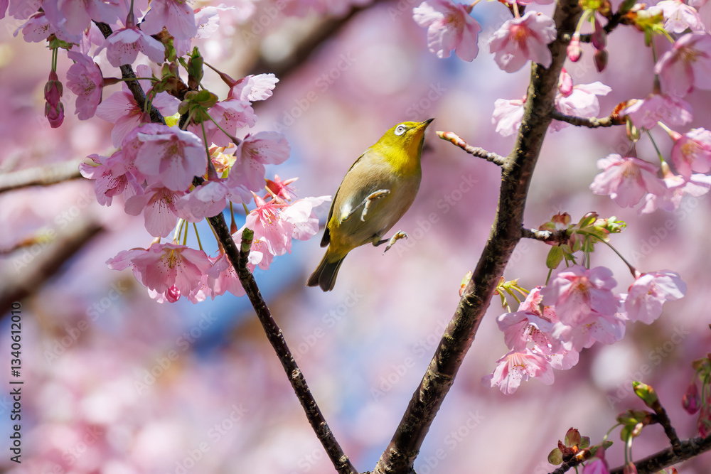 美しい河津桜の間を飛び回って花の蜜を吸う可愛いシチトウメジロ(メジロ科)。
伊豆諸島の固有種である。
英名学名:White-eye(stejnegeri), Zosterops japonicus stejnegeri
東京都伊豆諸島八丈島-2025年
美しい河津桜の間を飛び回って花の蜜を吸う可愛いシチトウメジロ(メジロ科)。
伊豆諸島の固有種である。
英名学名:White-eye(stejnegeri), Zosterops japonicus stejnegeri
東京都伊豆諸島八丈島-2025年