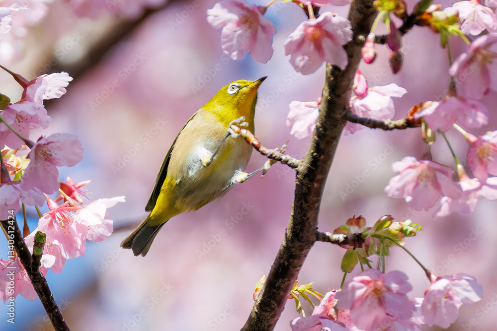 美しい河津桜の間を飛び回って花の蜜を吸う可愛いシチトウメジロ(メジロ科)。
伊豆諸島の固有種である。
英名学名:White-eye(stejnegeri), Zosterops japonicus stejnegeri
東京都伊豆諸島八丈島-2025年
美しい河津桜の間を飛び回って花の蜜を吸う可愛いシチトウメジロ(メジロ科)。
伊豆諸島の固有種である。
英名学名:White-eye(stejnegeri), Zosterops japonicus stejnegeri
東京都伊豆諸島八丈島-2025年