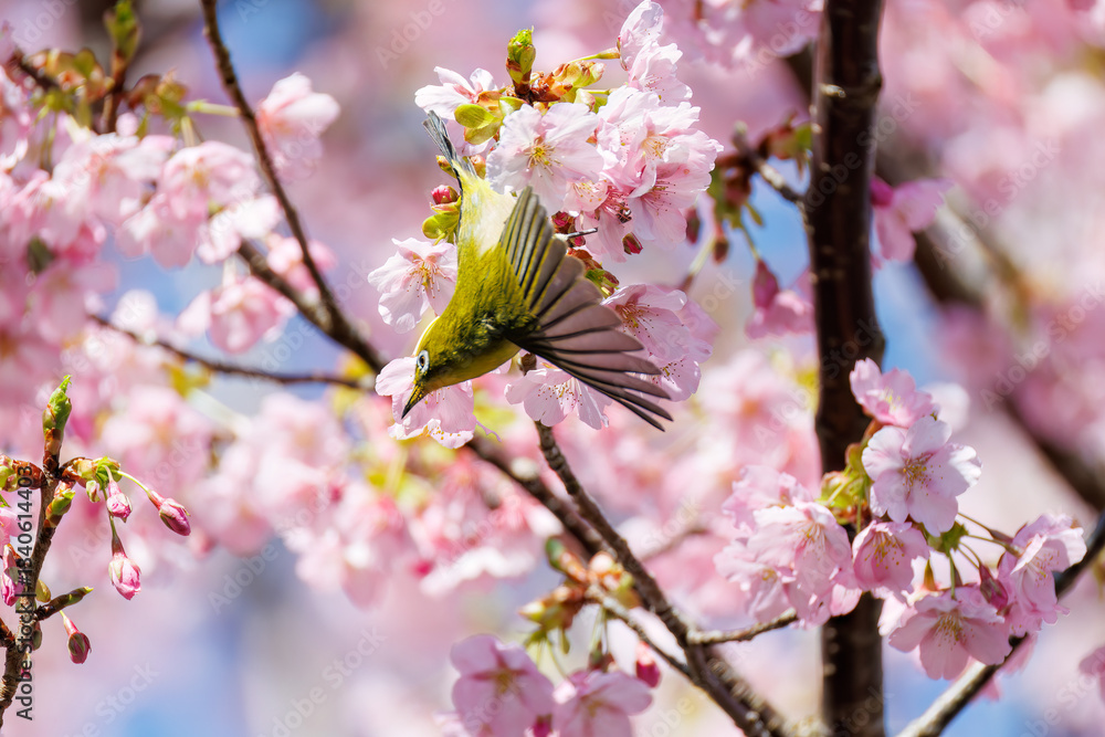 美しい河津桜の間を飛び回って花の蜜を吸う可愛いシチトウメジロ(メジロ科)。
伊豆諸島の固有種である。
英名学名:White-eye(stejnegeri), Zosterops japonicus stejnegeri
東京都伊豆諸島八丈島-2025年
美しい河津桜の間を飛び回って花の蜜を吸う可愛いシチトウメジロ(メジロ科)。
伊豆諸島の固有種である。
英名学名:White-eye(stejnegeri), Zosterops japonicus stejnegeri
東京都伊豆諸島八丈島-2025年