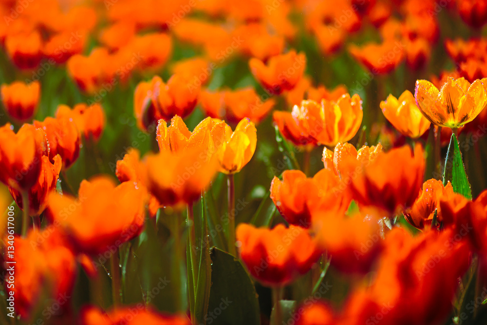 Flower Series : Orange tulip flowers with water drops in the garden Flower Series : Orange tulip flowers with water drops in the garden