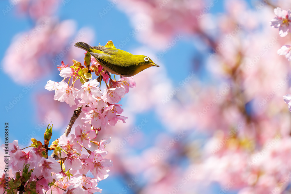 美しい河津桜の間を飛び回って花の蜜を吸う可愛いシチトウメジロ（メジロ科）。
伊豆諸島の固有種である。
英名学名：White-eye(stejnegeri), Zosterops japonicus stejnegeri

東京都伊豆諸島八丈島-2025年
