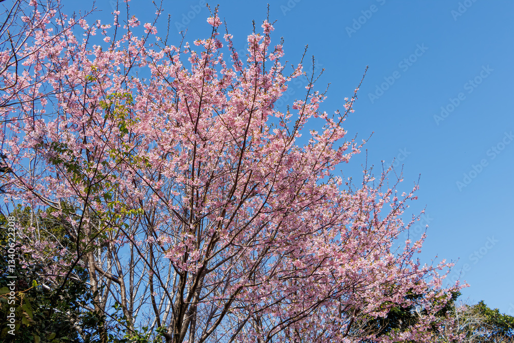 美しい河津桜の間を飛び回って花の蜜を吸う可愛いシチトウメジロ(メジロ科)。
伊豆諸島の固有種である。
英名学名:White-eye(stejnegeri), Zosterops japonicus stejnegeri
東京都伊豆諸島八丈島-2025年
美しい河津桜の間を飛び回って花の蜜を吸う可愛いシチトウメジロ(メジロ科)。
伊豆諸島の固有種である。
英名学名:White-eye(stejnegeri), Zosterops japonicus stejnegeri
東京都伊豆諸島八丈島-2025年