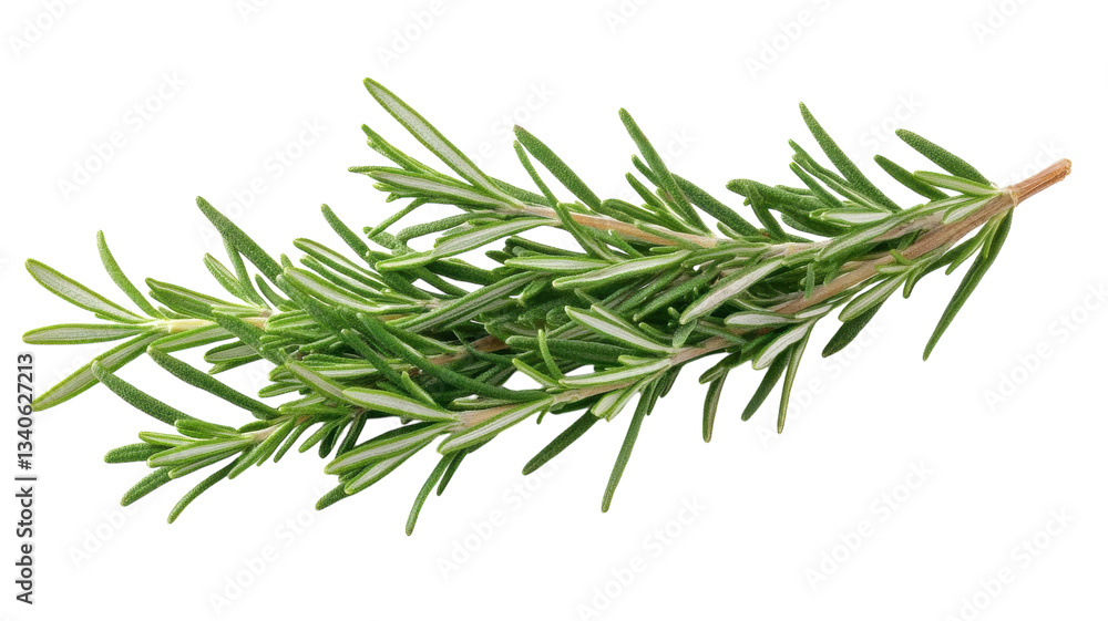 Fresh rosemary sprig showcases vibrant green hues ideal for culinary creations Fresh rosemary sprig showcases vibrant green hues ideal for culinary creations