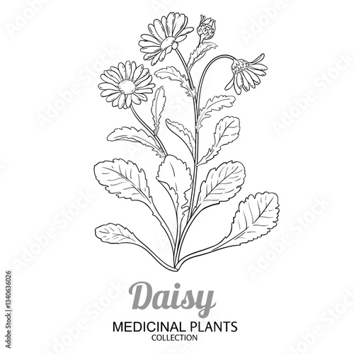 Daisy Plant with Flowers and Leaves Outline Illustration. Essential oil ingredient for cosmetics, spa, aromatherapy, health care, alternative medicine. Vector isolated for design or decoration.