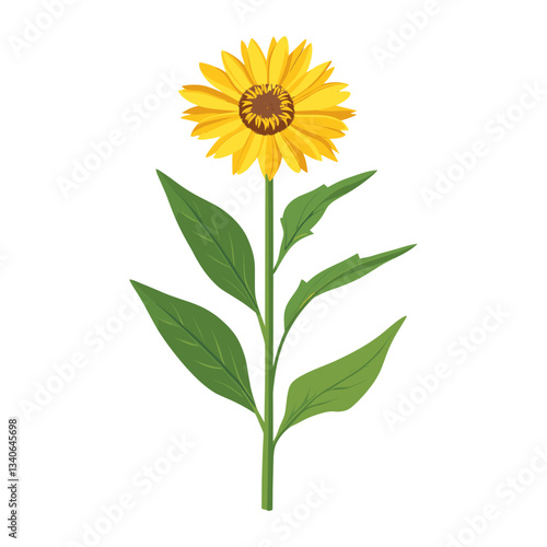 An American basketflower wildflower clip art illustration sunflower petals vector