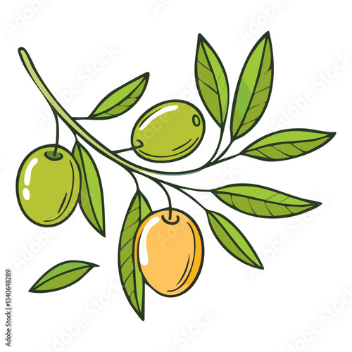 Green olives on a branch vector illustration in sketch style. Mediterranean fruits on a tree on an isolated background. Line art color for packaging and design.
