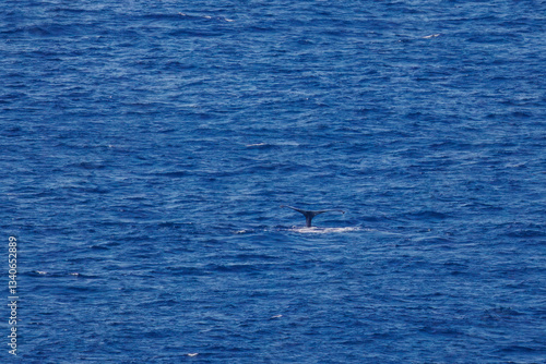 陸から見えたザトウクジラ（ナガスクジラ科）の群れが泳ぐ様子。
英名学名：Humpback Whale, Megaptera novaeangliae
観光協会主催の、バスで島を巡り、ザトウクジラを捜すホエールウォッチングバスツアー。
東京都伊豆諸島八丈島-2025年
