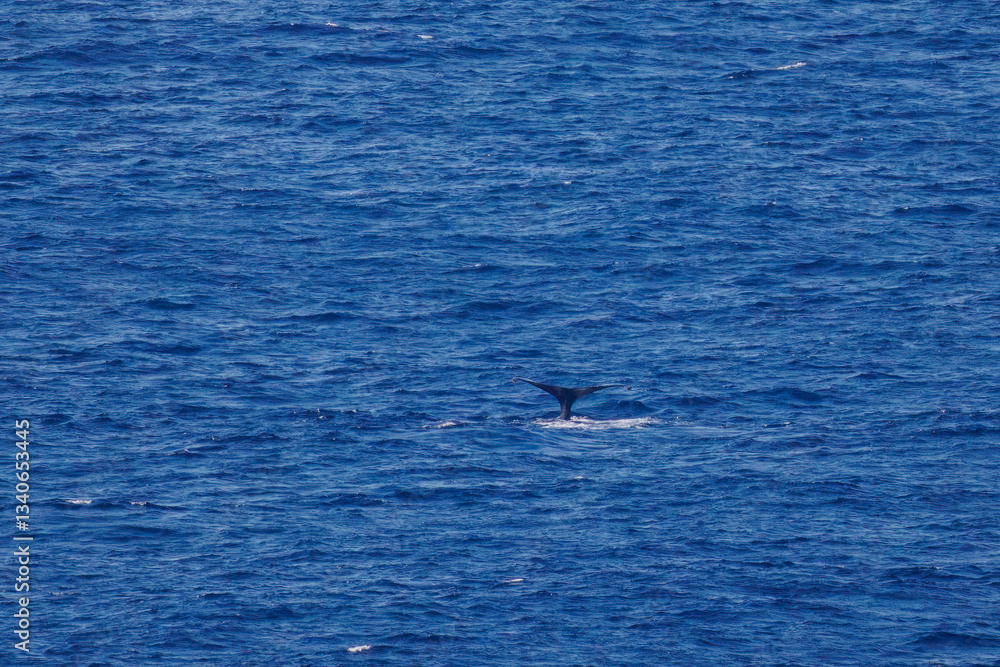 Fototapeta premium 陸から見えたザトウクジラ（ナガスクジラ科）の群れが泳ぐ様子。 英名学名：Humpback Whale, Megaptera novaeangliae 観光協会主催の、バスで島を巡り、ザトウクジラを捜すホエールウォッチングバスツアー。 東京都伊豆諸島八丈島-2025年 