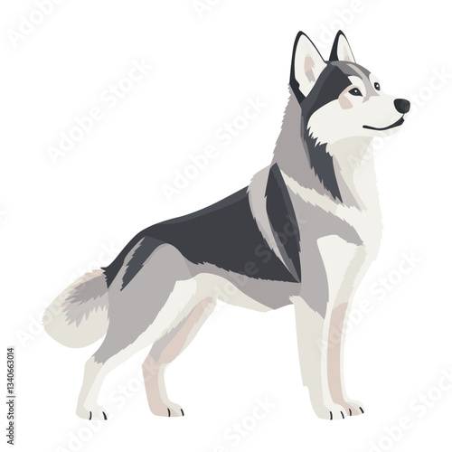 Siberian Husky dog husky illustration transparent vector