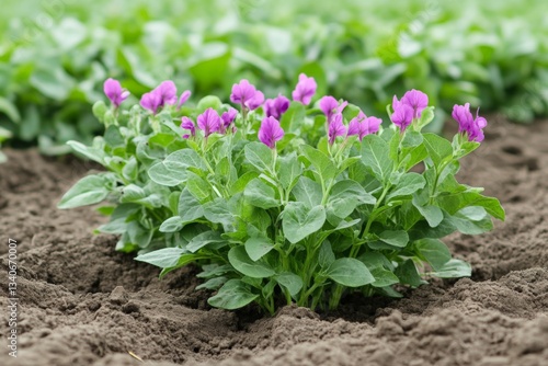 Flowering plant with vibrant purple blooms growing in a cultivated field during spring
