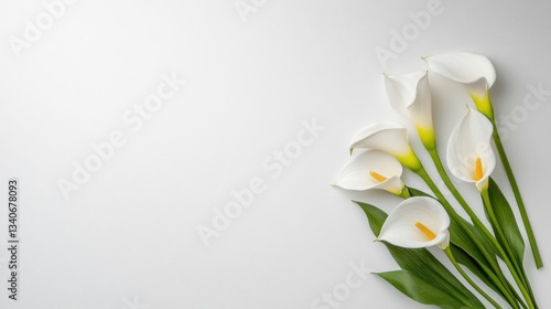 Elegant White Calla Lilies on White Background: A Minimalist Floral Composition