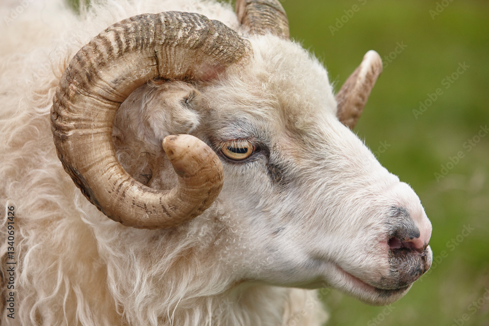 Icelandic lamb head detail. Seydisfjordur area. Livestock Iceland