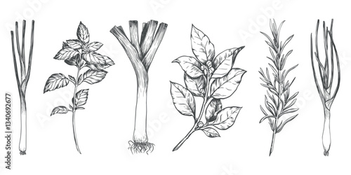 Vector set of culinary herbs: rosemary, bay leaf, basil, leek, green onion. Engraving style illustration with kitchen herbs and spices. Italian and Mediterranean ingredients. Line sketch.