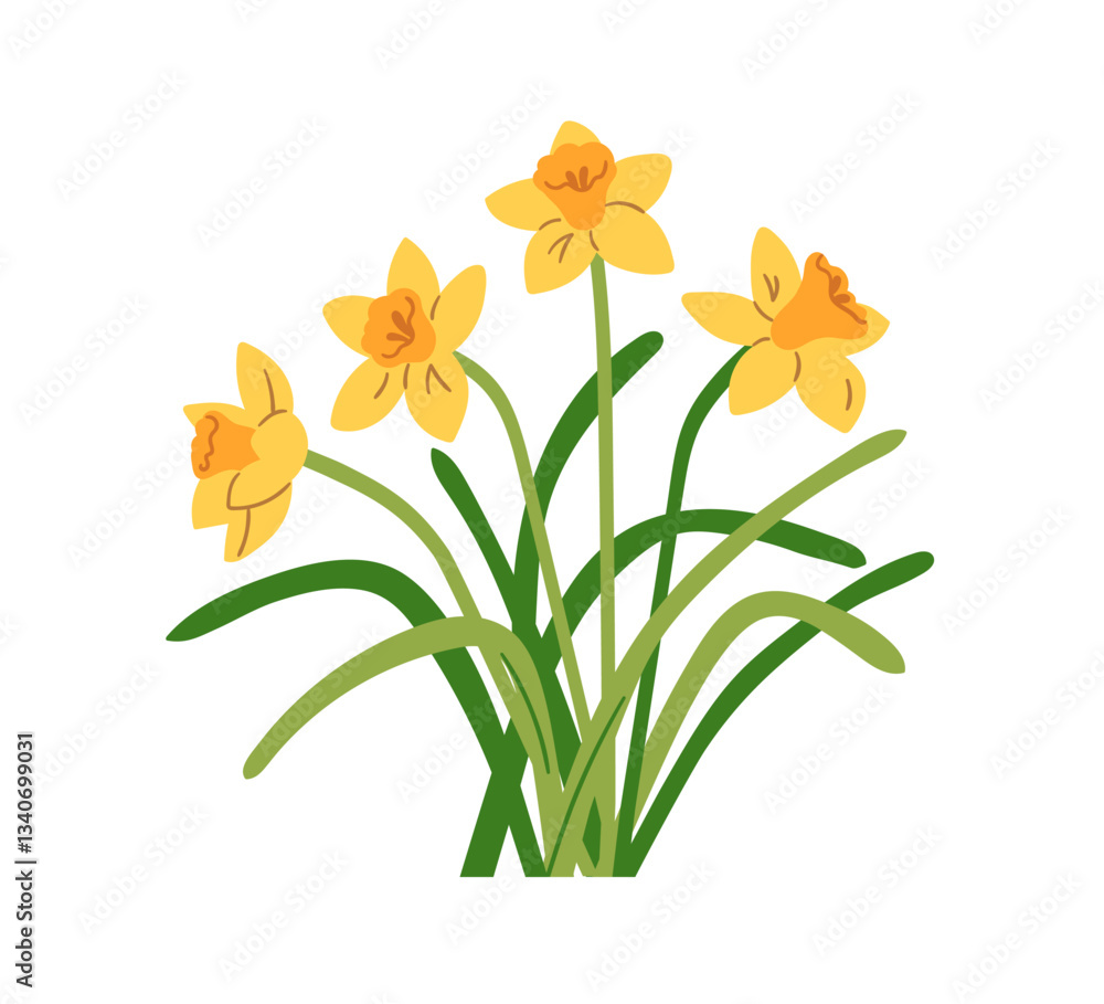 Fototapeta premium Daffodil flowers. Yellow narcissus blossoms with delicate gentle petals, stems and leaves. Fresh blooms, floral plant, natural garden decoration. Flat vector illustration isolated on white background
