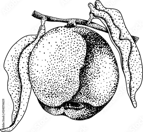 Φωτογραφία Peach engraving vector