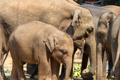 Canvas Print A group of elephants are standing together
