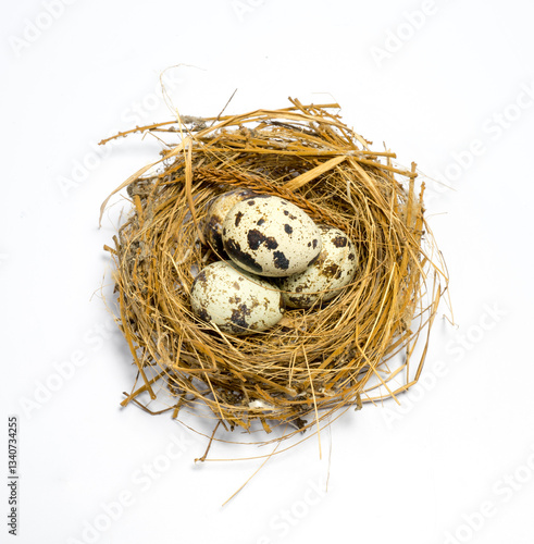 Bird eggs in a straw nest