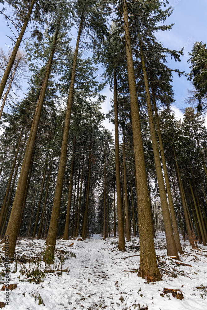 Naklejka premium Winter mountain forest landscape. Poland